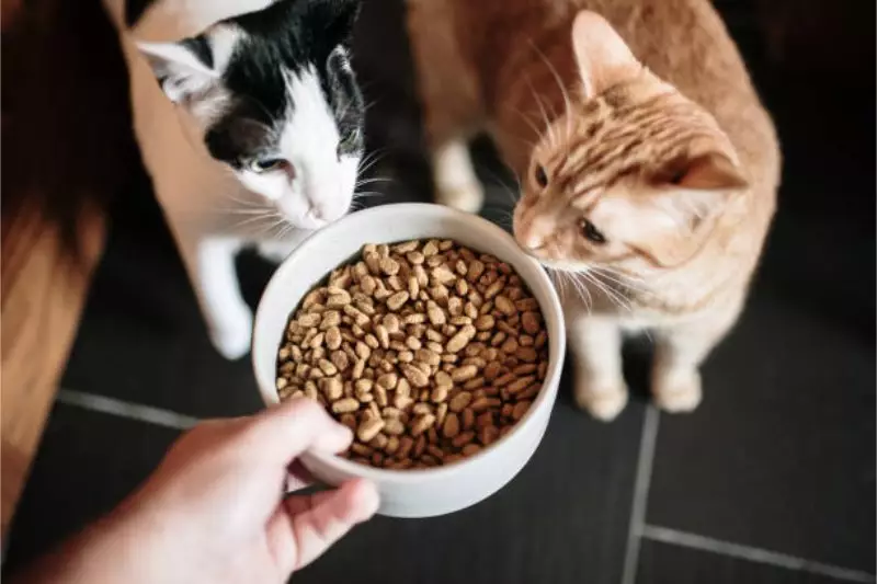 Pengalaman Memberi Makan Kucing dengan Bolt Dry Cat Food